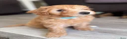 Maltipoo dogs for sale: Maltipoo puppies - Advert 12