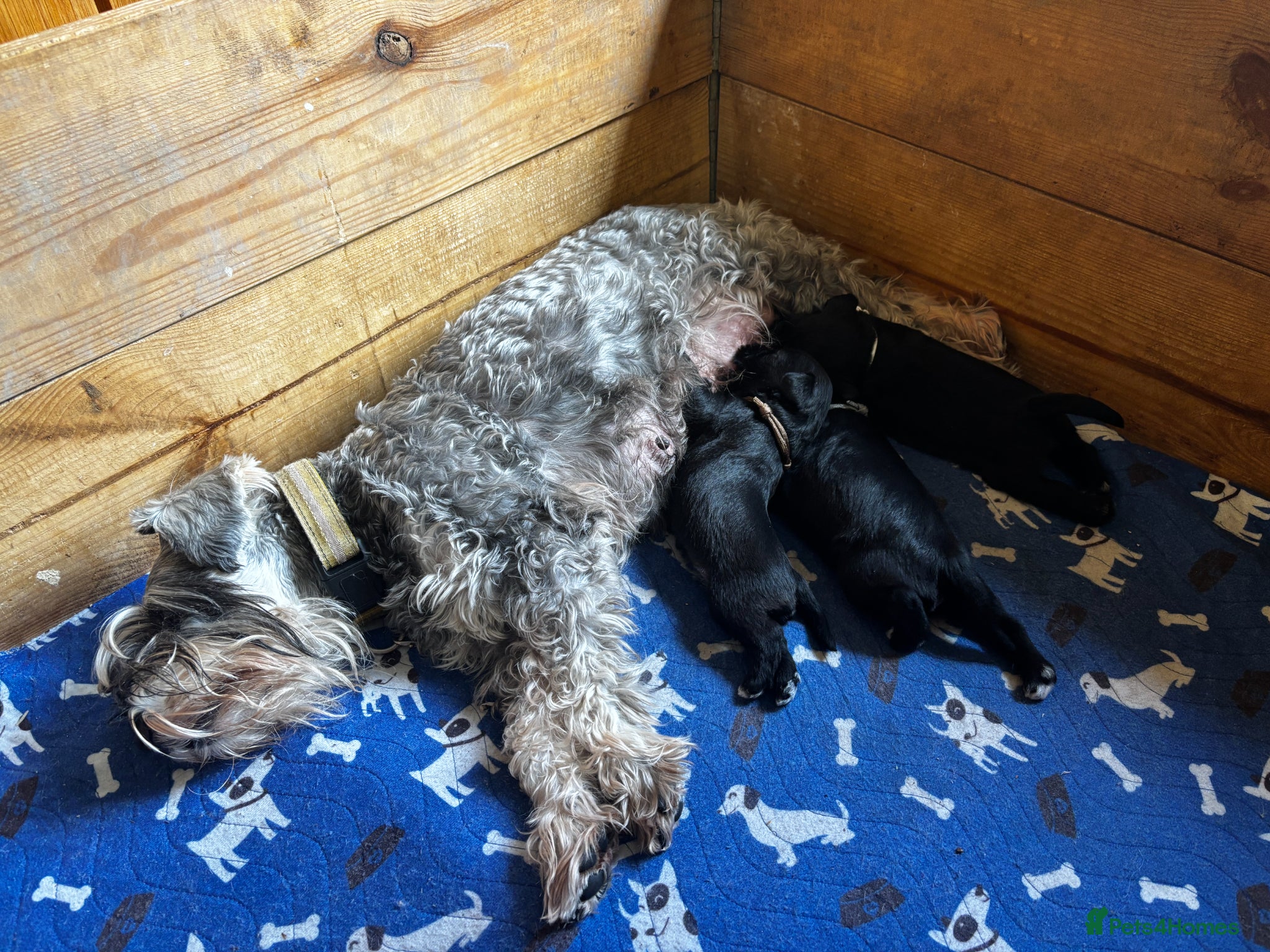 Miniature Schnauzer dogs for sale: Fully Health Tested KC Miniature Schnauzer Puppies - Advert 1