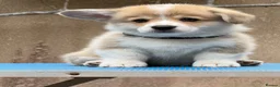Welsh Corgi Pembroke dogs for sale: Champion Sired Corgi Pembroke puppies available  - Advert 18