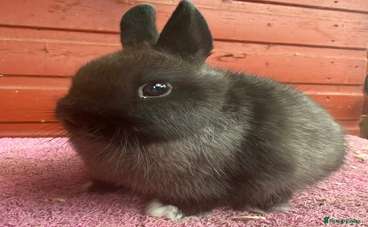 Netherland Dwarf rabbits - Advert 1