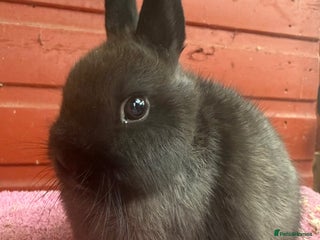 Netherland Dwarf rabbits - Advert 10