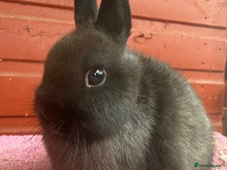 Netherland Dwarf rabbits Young Netherland Dwarfs - Advert 9