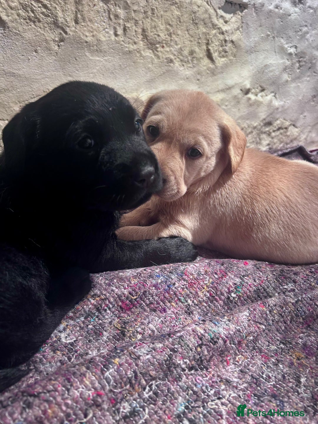 Labrador Retriever dogs for sale: Beautiful KC Reg Lab Pups - Advert 11