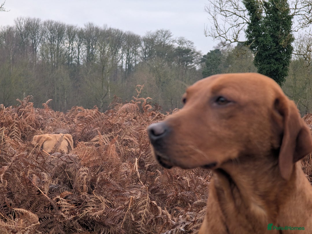 Labrador Retriever dogs for stud: FOR STUD! Fully Health Tested Labrador - Image 1