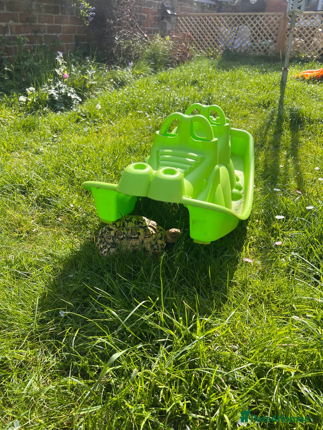 Tortoise reptiles for sale: 4 year old leopard tortoise - Image 5