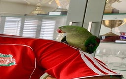 Parrots birds for sale: Alexandrian Parrot (semi-tamed) for sale  - Image 4