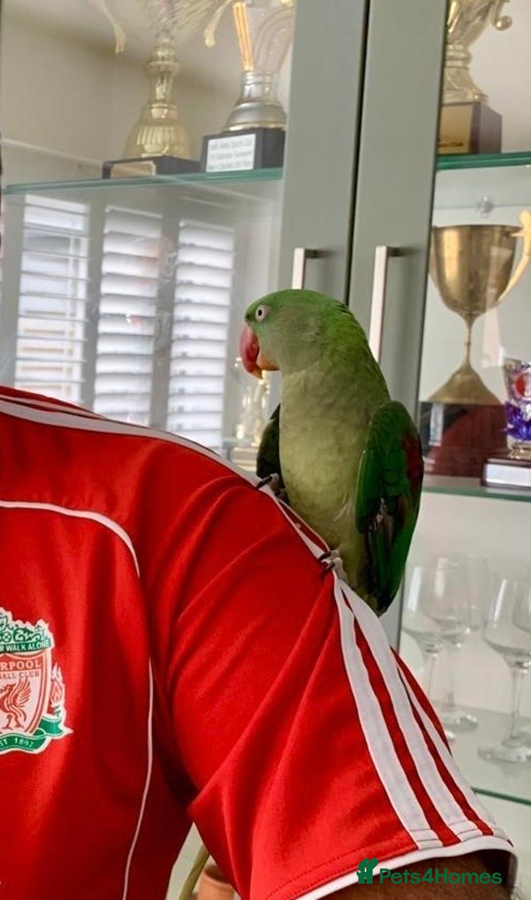 Parrots birds for sale: Alexandrian Parrot (semi-tamed) for sale  - Image 4