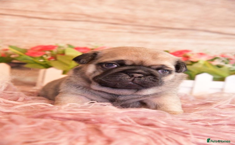 Pug dogs - Advert 2