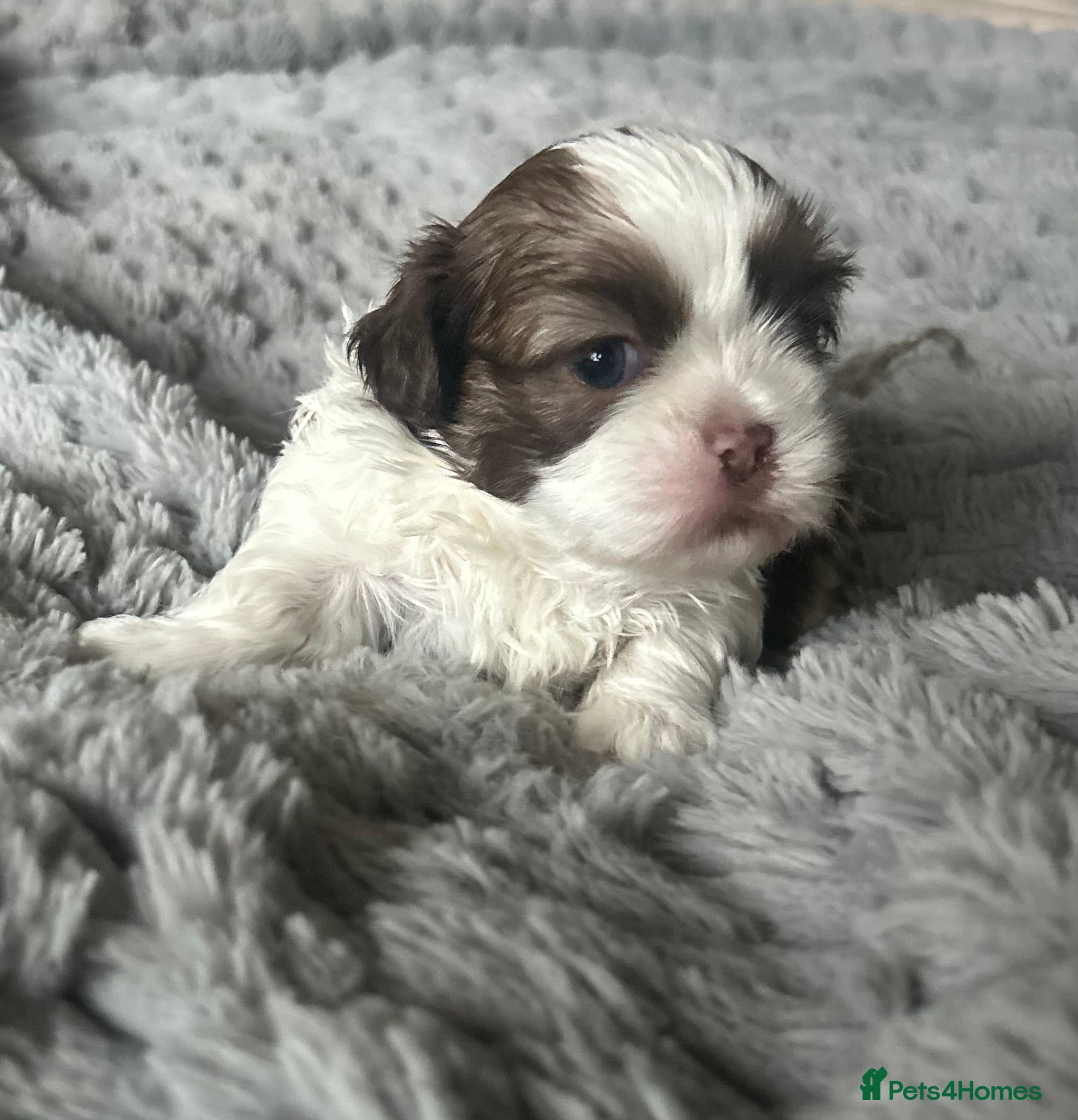 Shih Tzu dogs  ✨🐶 Exceptional Shih Tzu Puppies Available 🐶✨ - Advert 6