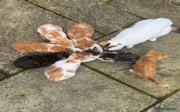 European cats for sale: Kittens 🐱  - Image 14
