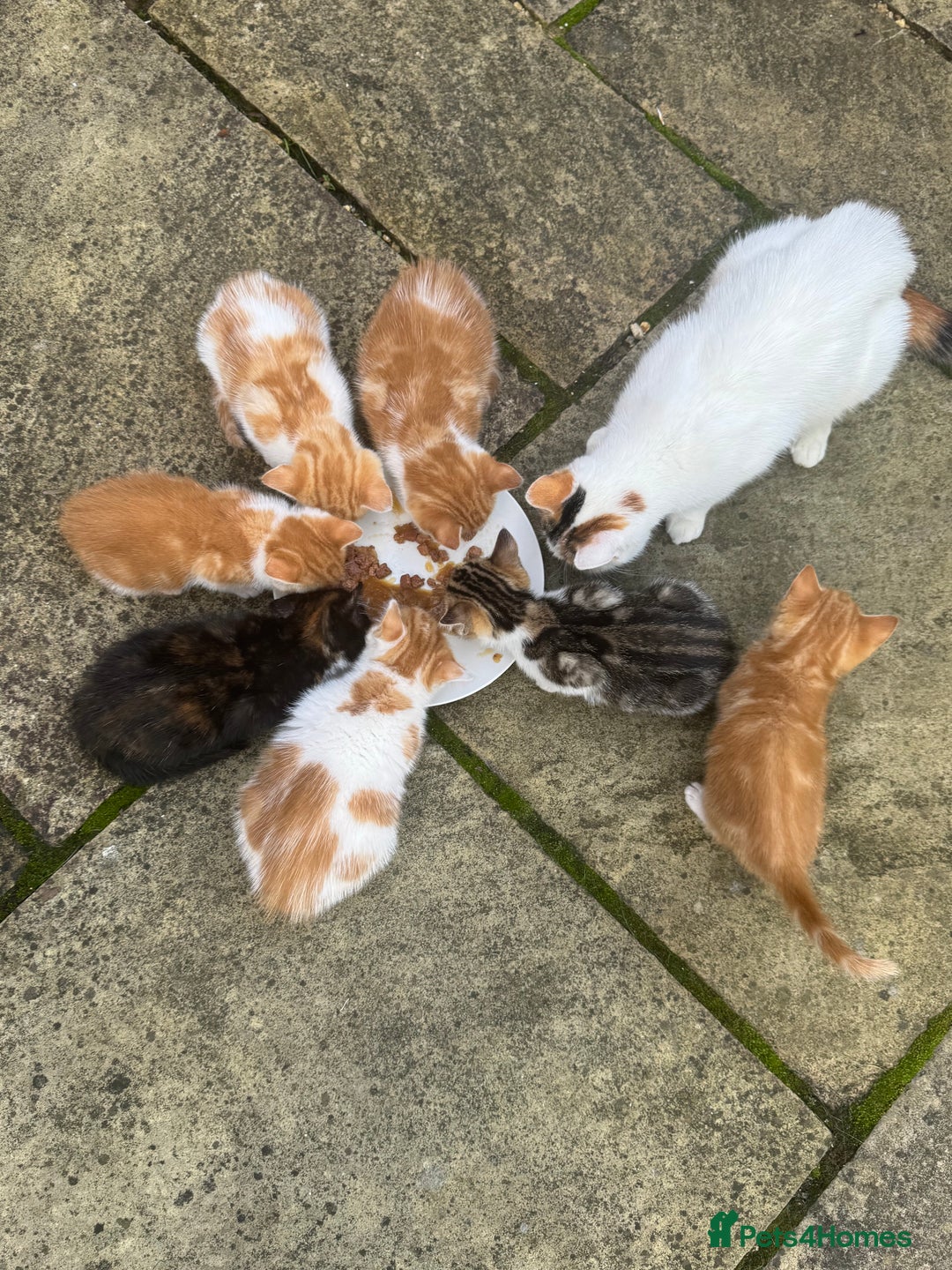 European cats for sale: Kittens 🐱  - Image 14