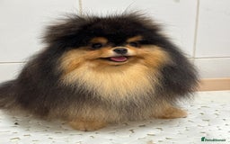 Pomeranian dogs for sale: Cute Black and Tan Pomeranian boy - Image 3