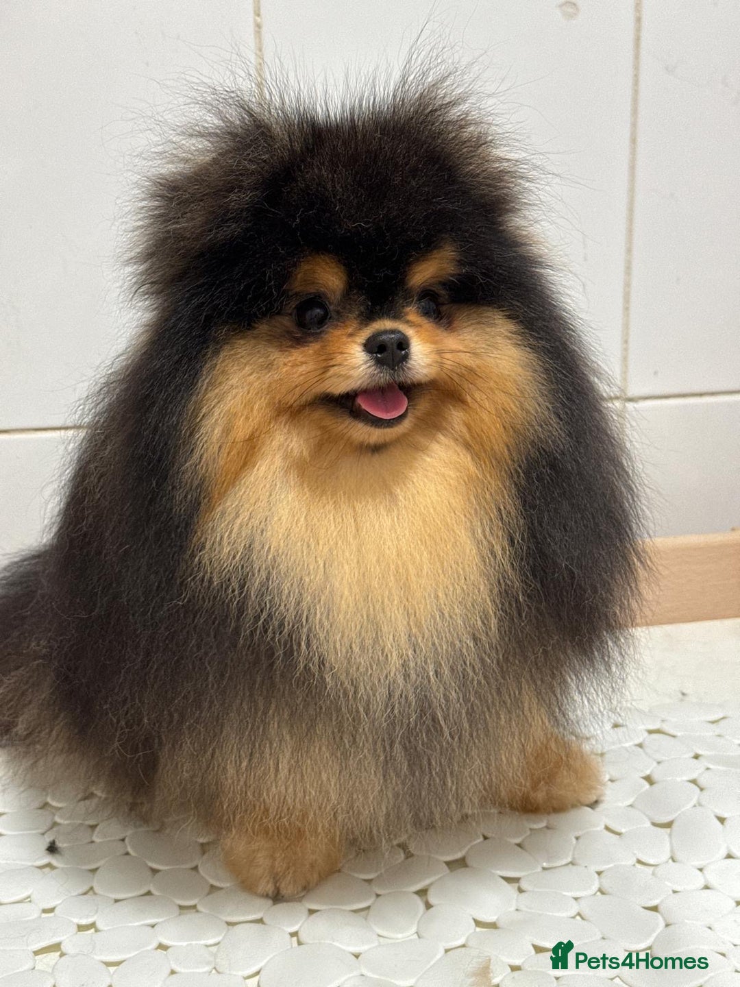 Pomeranian dogs for sale: Cute Black and Tan Pomeranian boy - Image 3