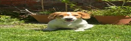 Cockalier dogs for sale: Gorgeous Covkalier puppies! - Advert 19