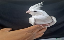 Cockatiels birds for sale: Silly hand tamed baby cockatiels for sale  - Image 18
