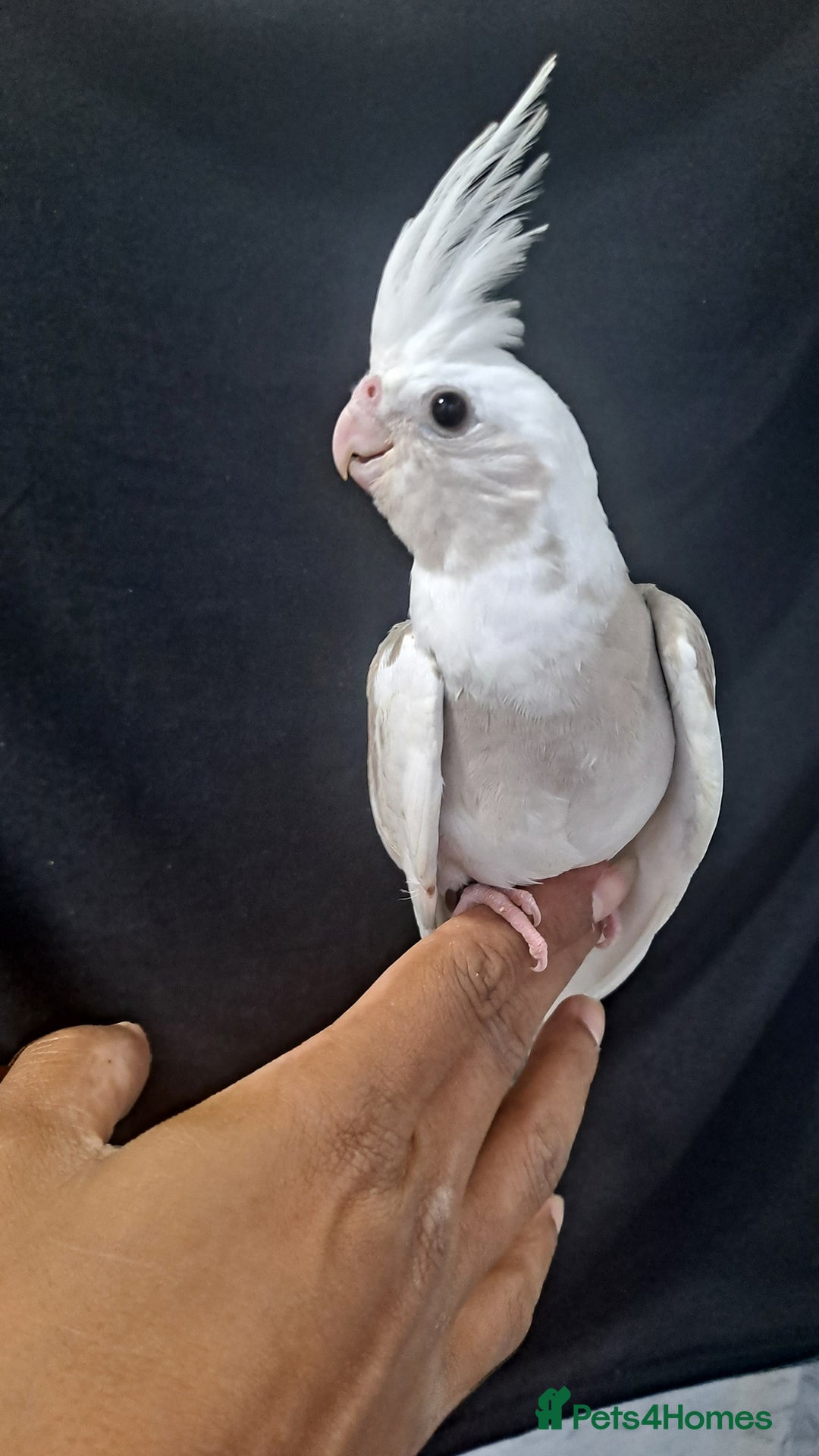 Cockatiels birds for sale: Silly hand tamed baby cockatiels for sale  - Image 18