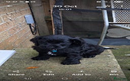 Sprocker dogs for sale: Sprocker  - Image 3