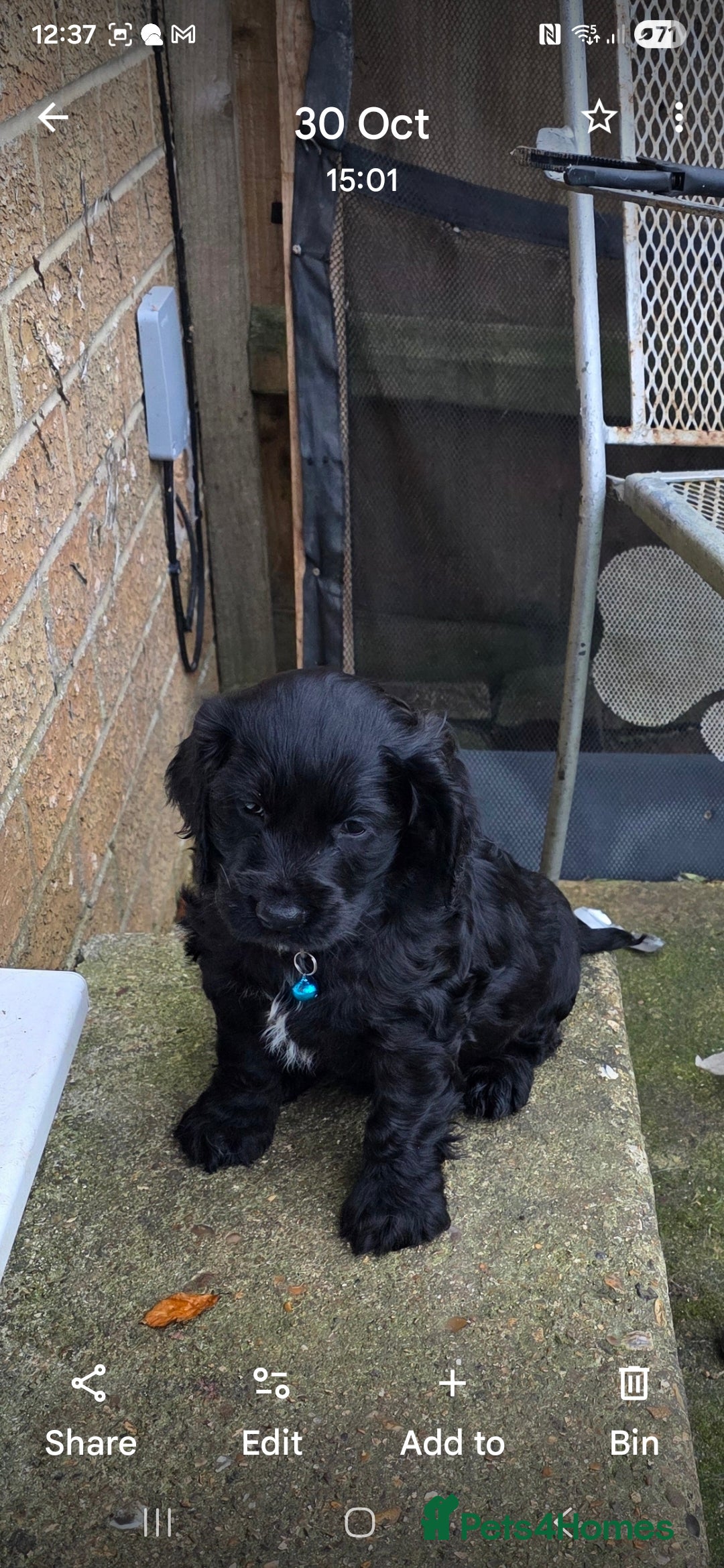 Sprocker dogs for sale: Sprocker  - Image 3