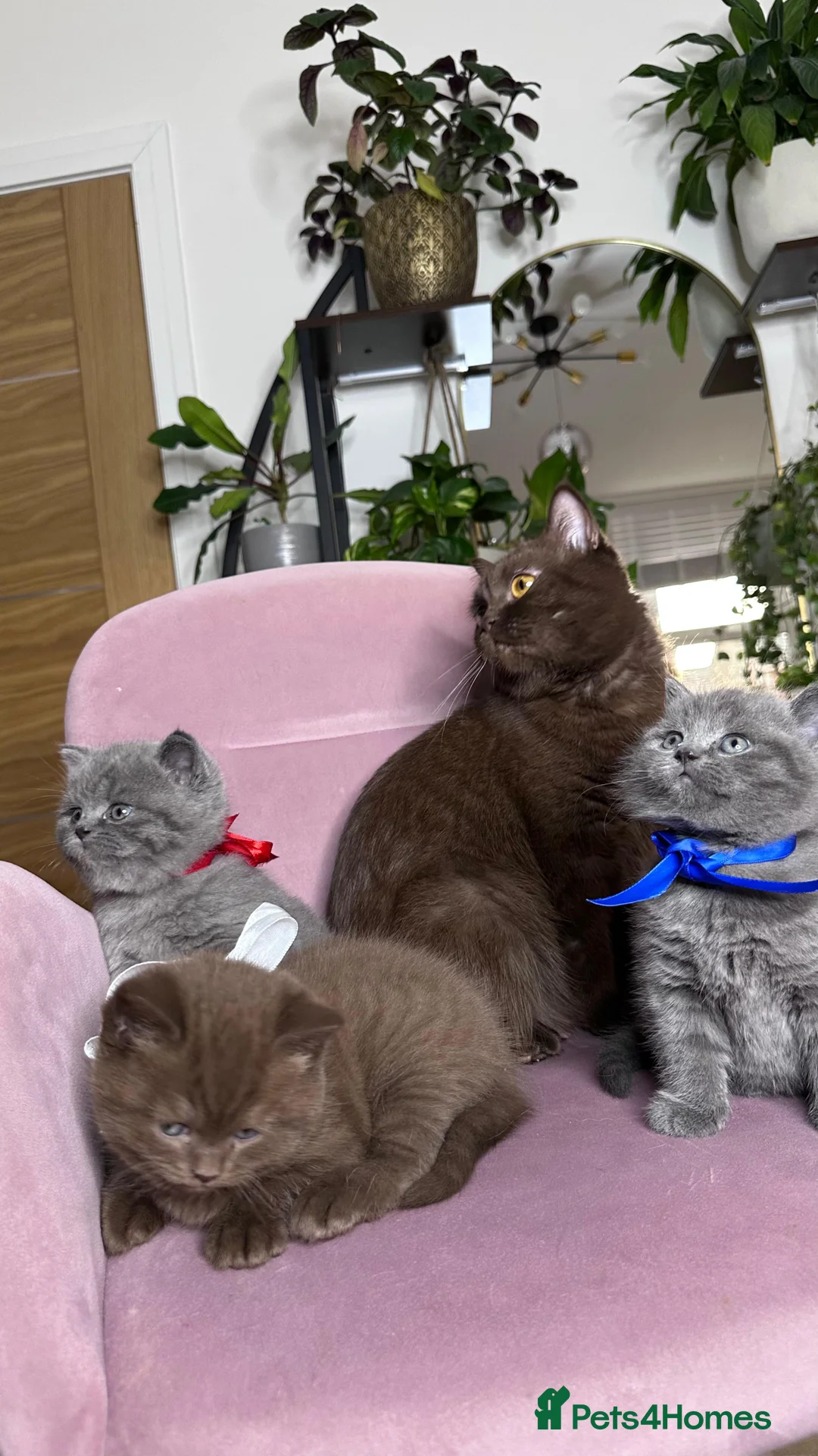 British Shorthair cats for sale: Adorable British Shorthair Kittens for Sale in Lincoln - Advert 31