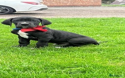 Great Dane dogs for sale: Outstanding litter of Great Danes  - Image 16
