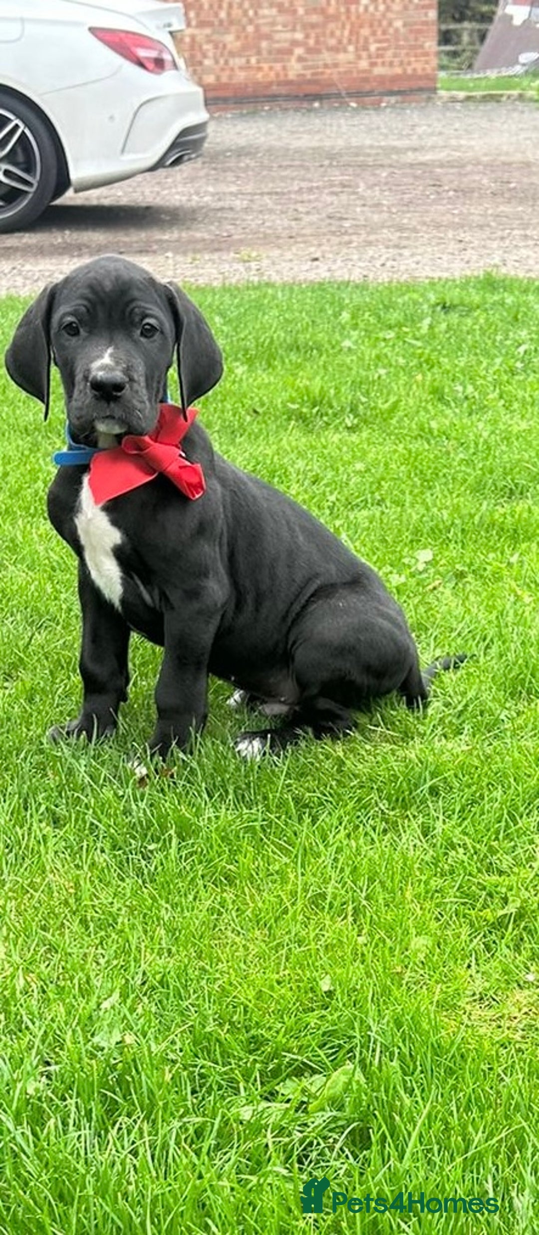 Great Dane dogs for sale: Outstanding litter of Great Danes  - Image 16
