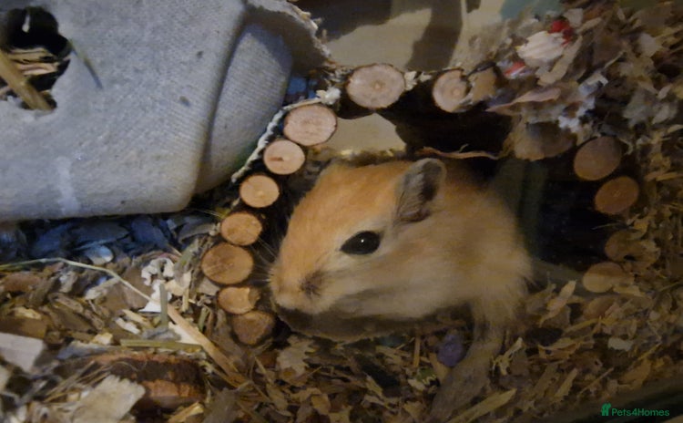 Gerbil rodents - Advert 2