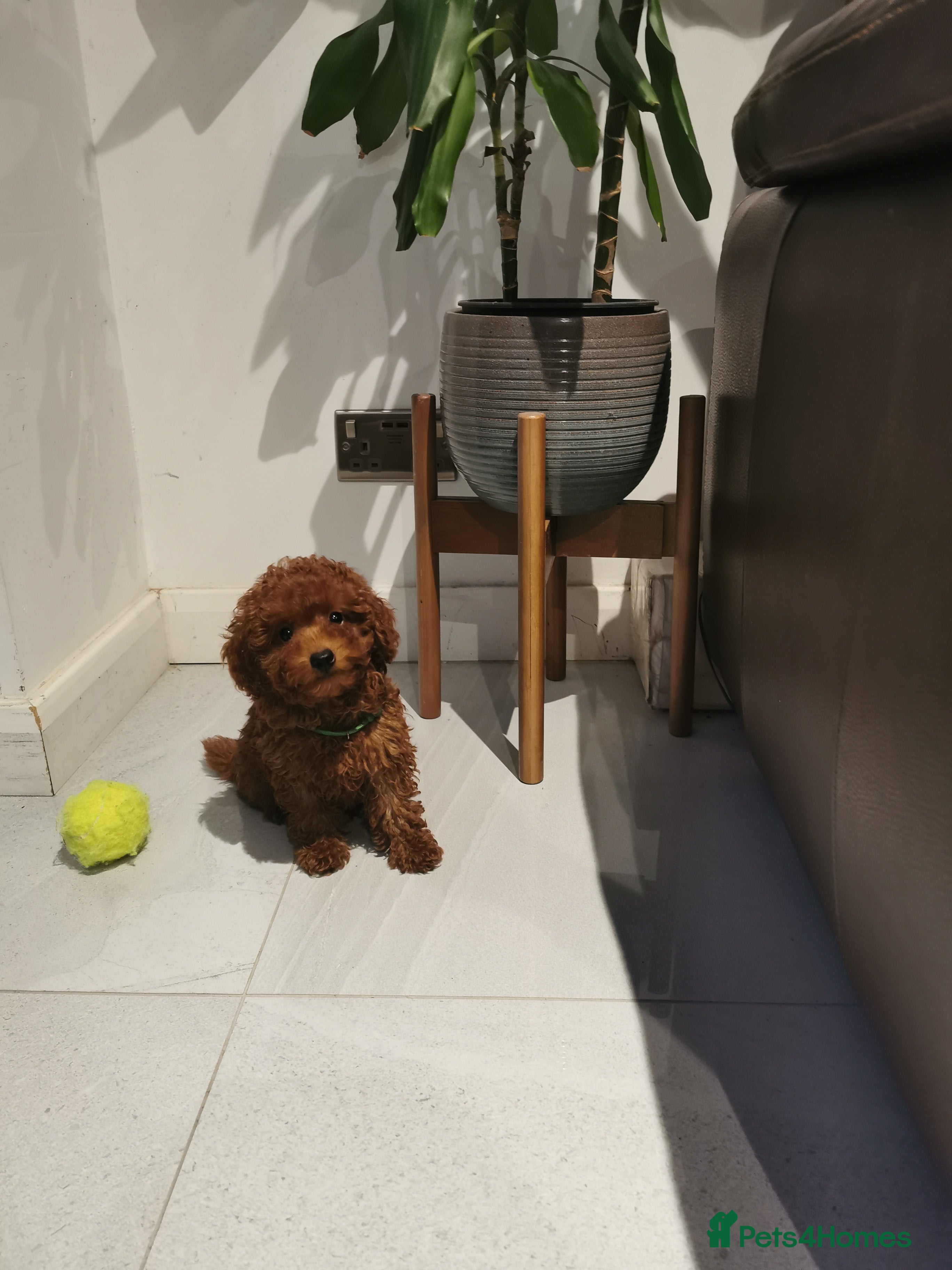 Toy Poodle dogs for sale: RED TOY POODLE PUPPY KC REG AND DNA CLEAR - Advert 1