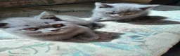 British Shorthair cats for sale: Stunning British Shorthair Kitty's - Advert 5