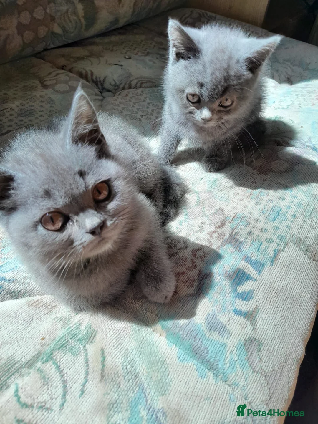 British Shorthair cats for sale: Stunning British Shorthair Kitty's - Advert 2