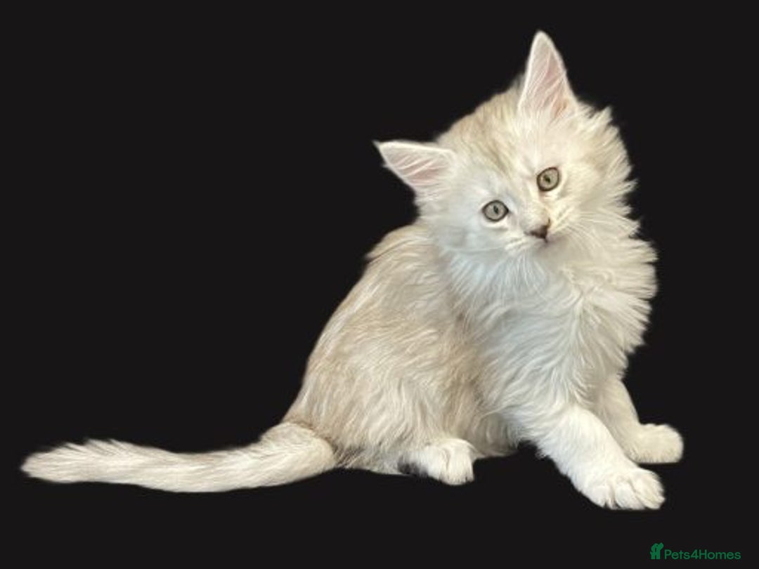 Maine Coon cats for sale: Stunning Black Silver Maine Coon Kittens - Advert 4