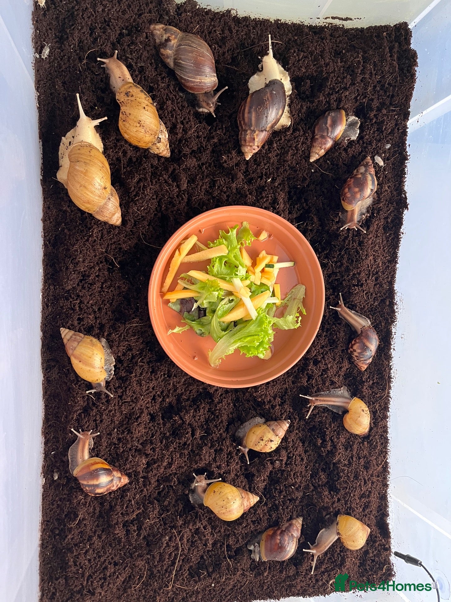 Snails invertebrates for sale: Juvenile Rodatzi + Wild colour Lissachatina fulica - Advert 6