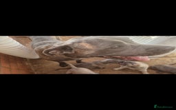 Cane Corso dogs for sale: BEAUTIFUL CANE CORSOS READY TO LEAVE NOW  - Image 5