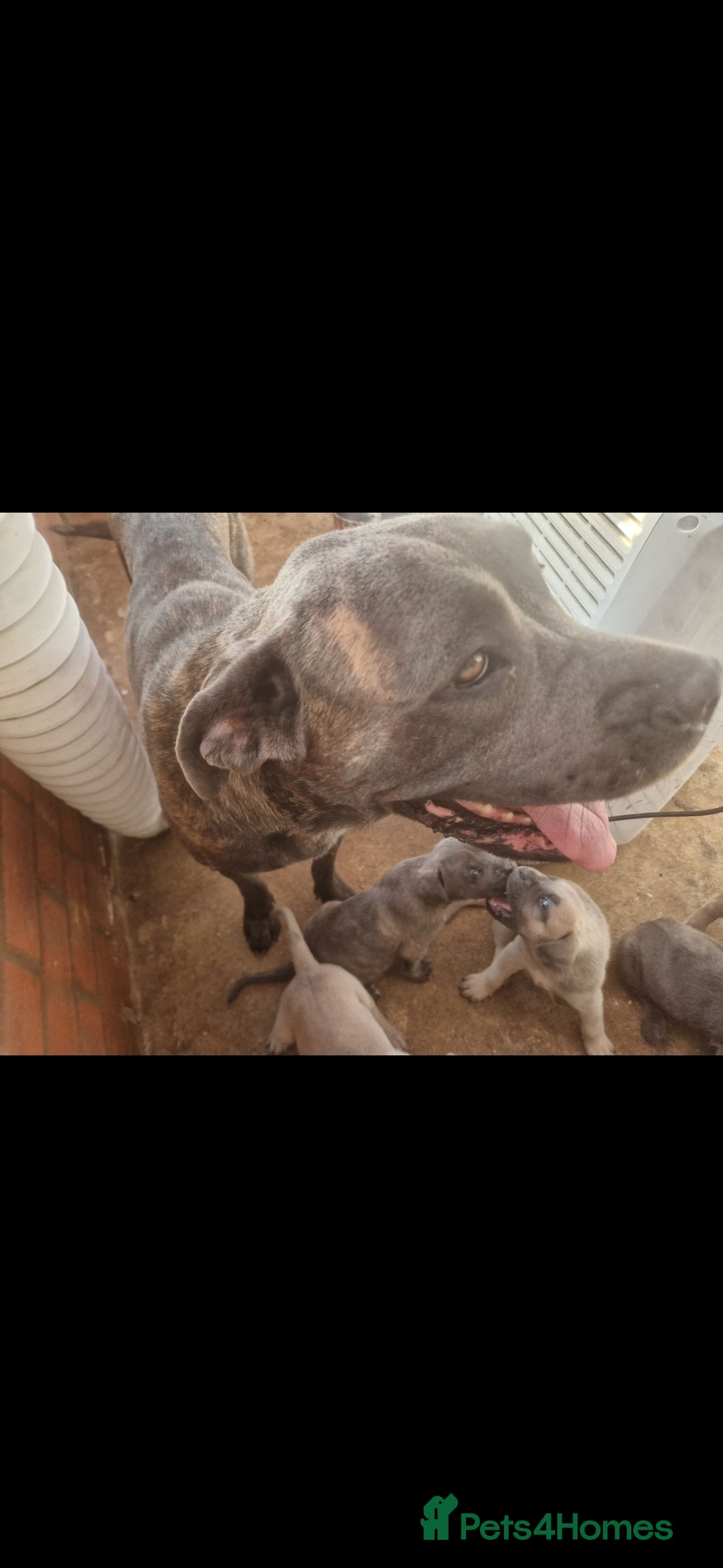 Cane Corso dogs for sale: BEAUTIFUL CANE CORSOS READY TO LEAVE NOW  - Image 5