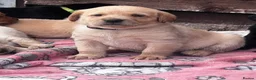 Labrador Retriever dogs for sale: Beautiful Black/yellow/Red Labrador Puppies - Advert 12