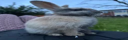 Mixed Breed rabbits for sale: bonded pair rabbits in Birmingham - Advert 3