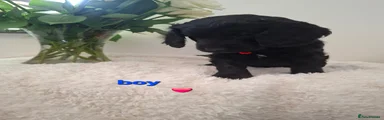 Cockapoo 3