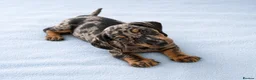Miniature Dachshund dogs for sale: 5★ LICENSED BREEDER • KC REG BOYS READY NOW  - Advert 2