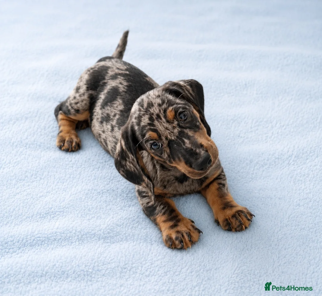 Miniature Dachshund dogs for sale: 5★ LICENSED BREEDER • KC REG BOYS READY NOW  - Advert 2