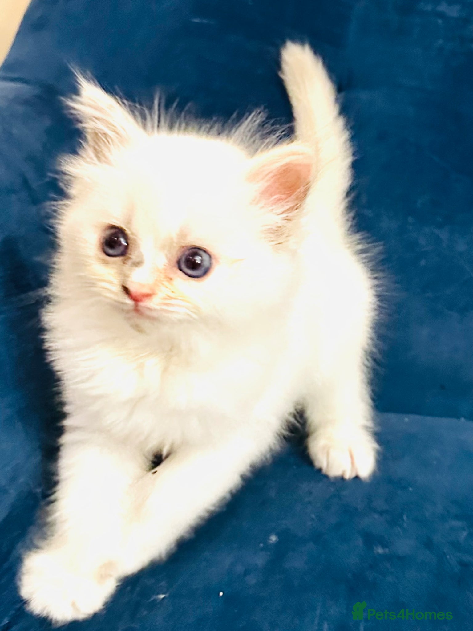 Ragdoll cats GCCF BEAUTIFUL RAGDOLL KITTENS  - Advert 2