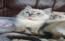 Ragdoll cats for sale: Beautiful GCCF Registered Ragdoll Kittens. - Image 17