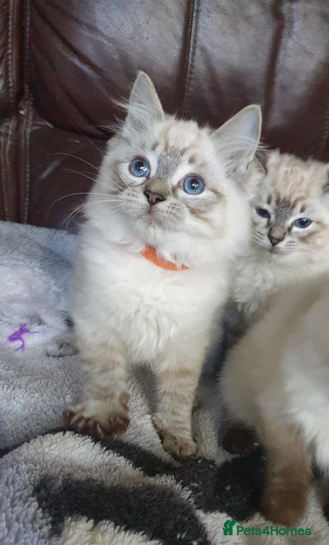 Ragdoll cats for sale: Beautiful GCCF Registered Ragdoll Kittens. - Image 17
