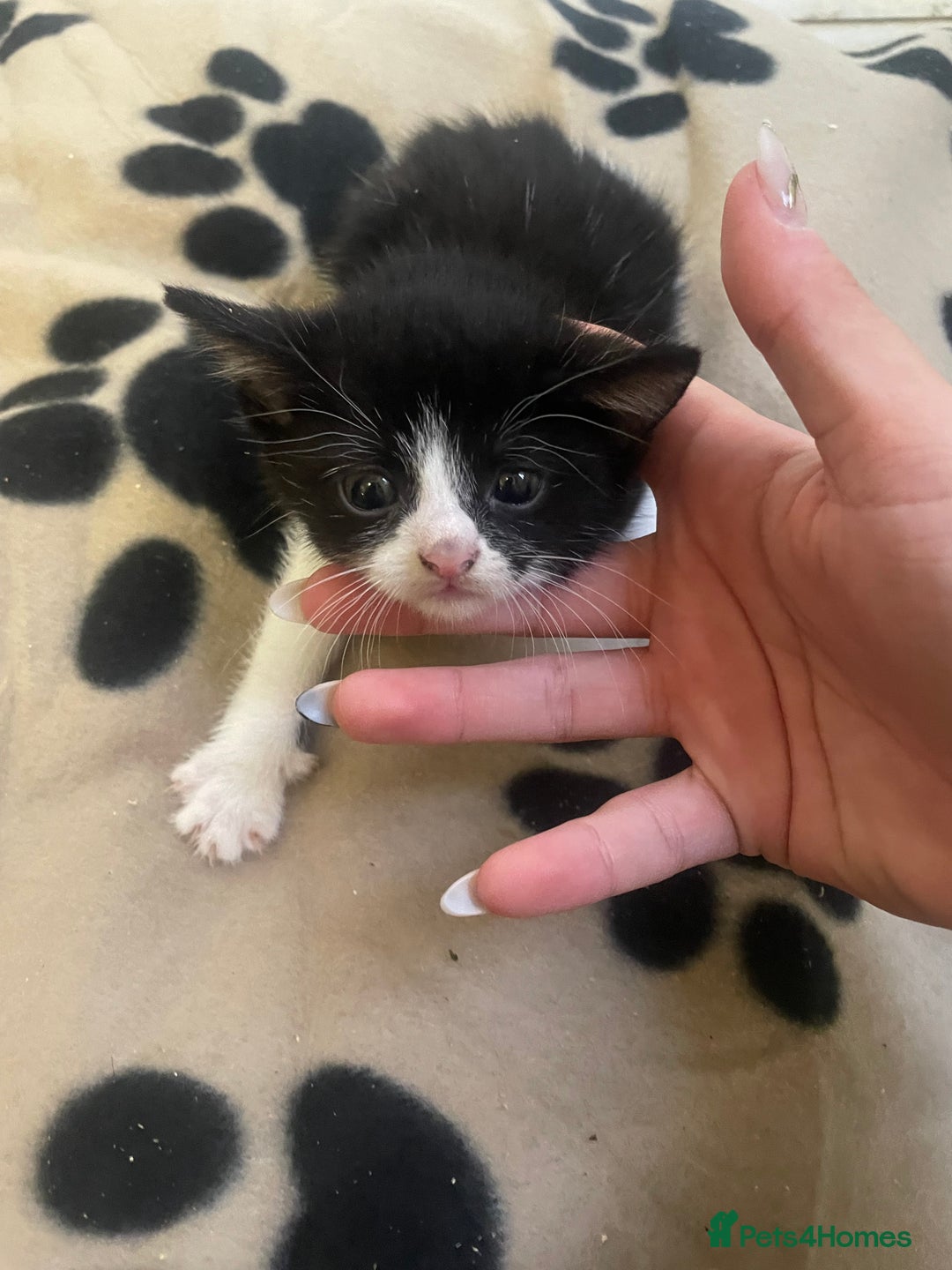 British Shorthair cats for sale: FREE NEED HOME  - Image 2
