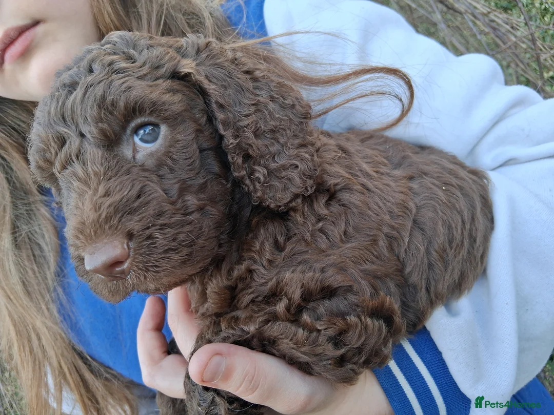 Cockapoo dogs for sale: Stunning cockerpoo puppies ready mid March - Advert 11