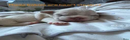 French Bulldog dogs for sale: Beautiful French Bulldog Puppies  in Deal - Advert 5