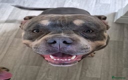 American Bully dogs for stud: ABKC registered blue tri for stud - Image 2