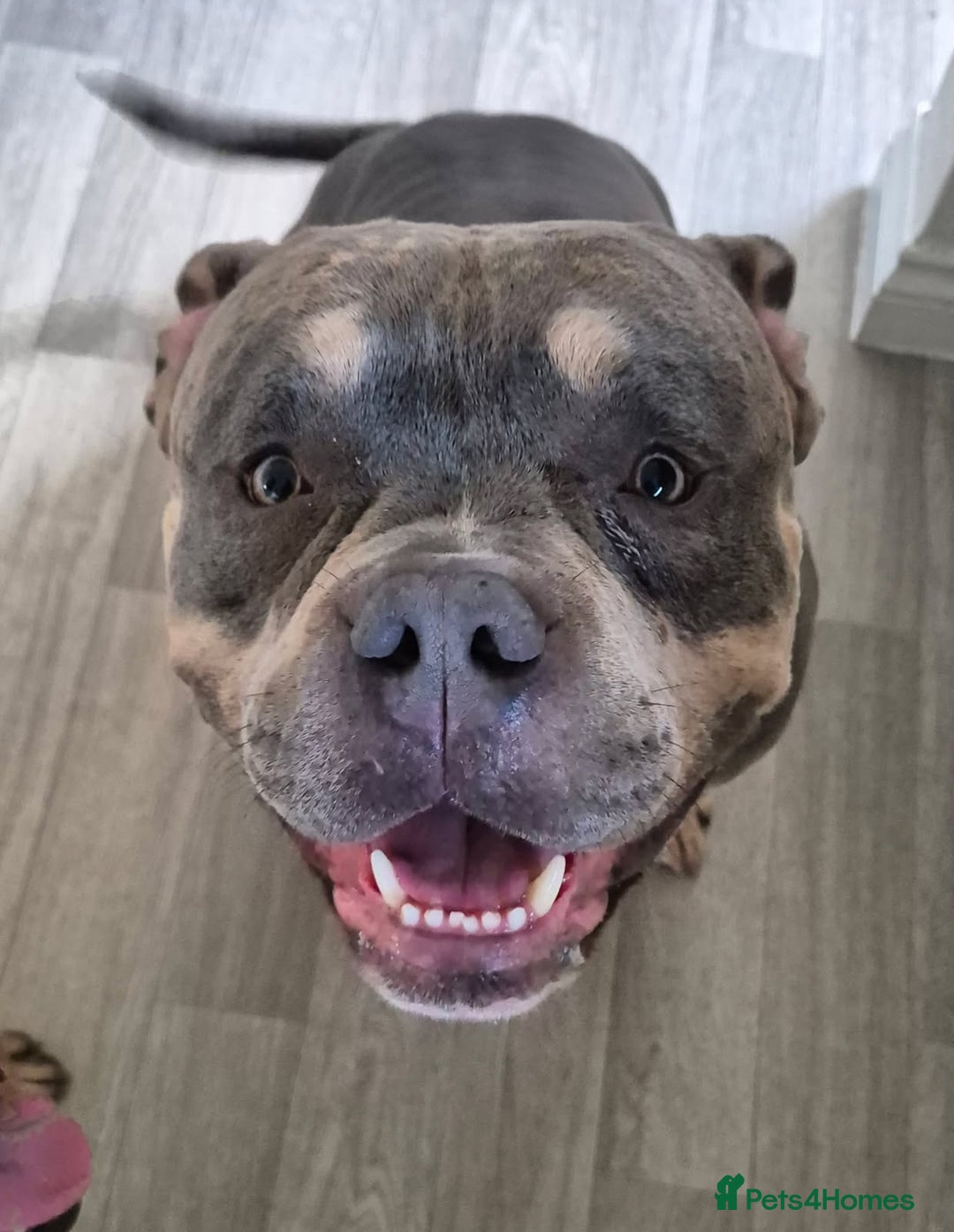 American Bully dogs for stud: ABKC registered blue tri for stud - Image 2