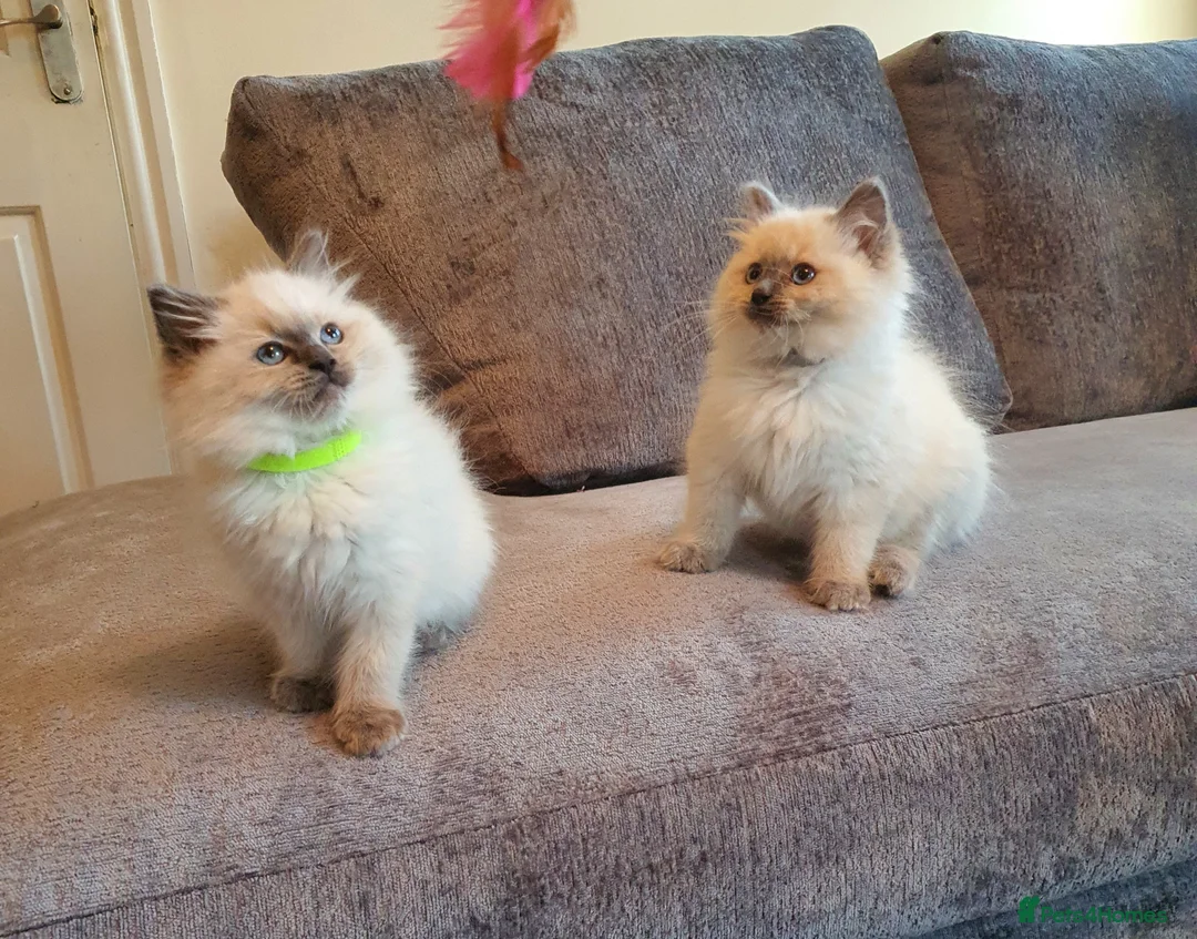 Ragdoll cats for sale: 🐈💕Gorgeous GCCF Blue Point Kittens💕🐈 in Preston - Advert 1