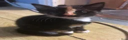 Mixed Breed cats for sale: 1 Kitten left - Advert 2