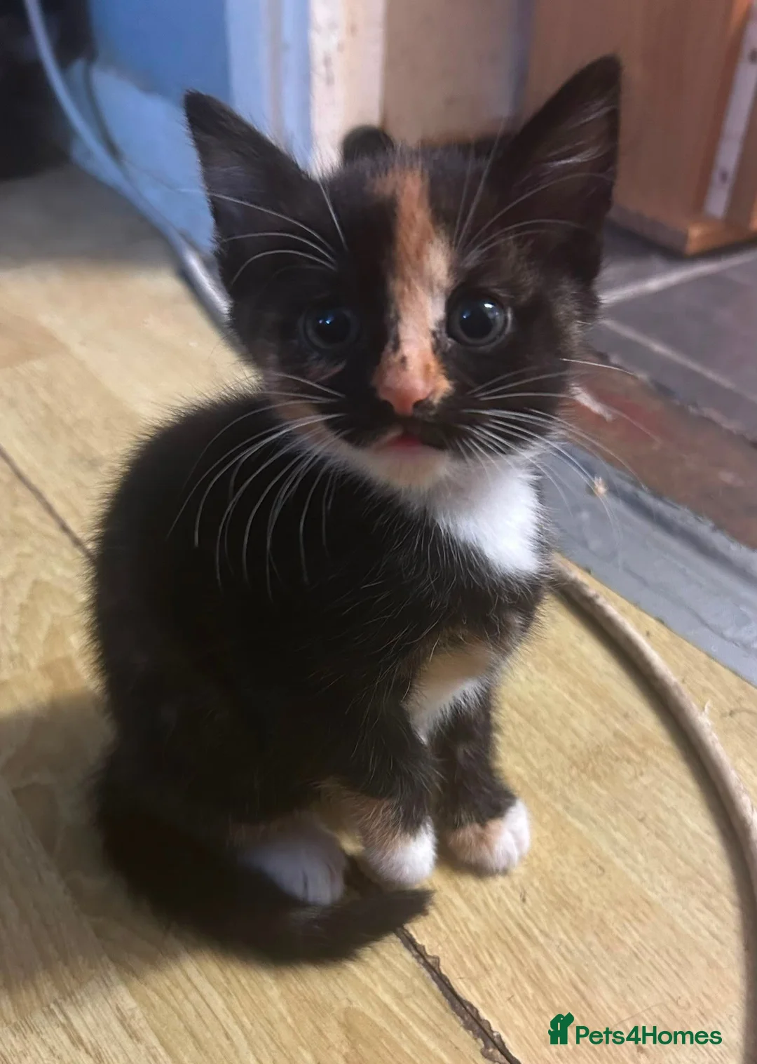 Mixed Breed cats for sale: 1 Kitten left - Advert 2