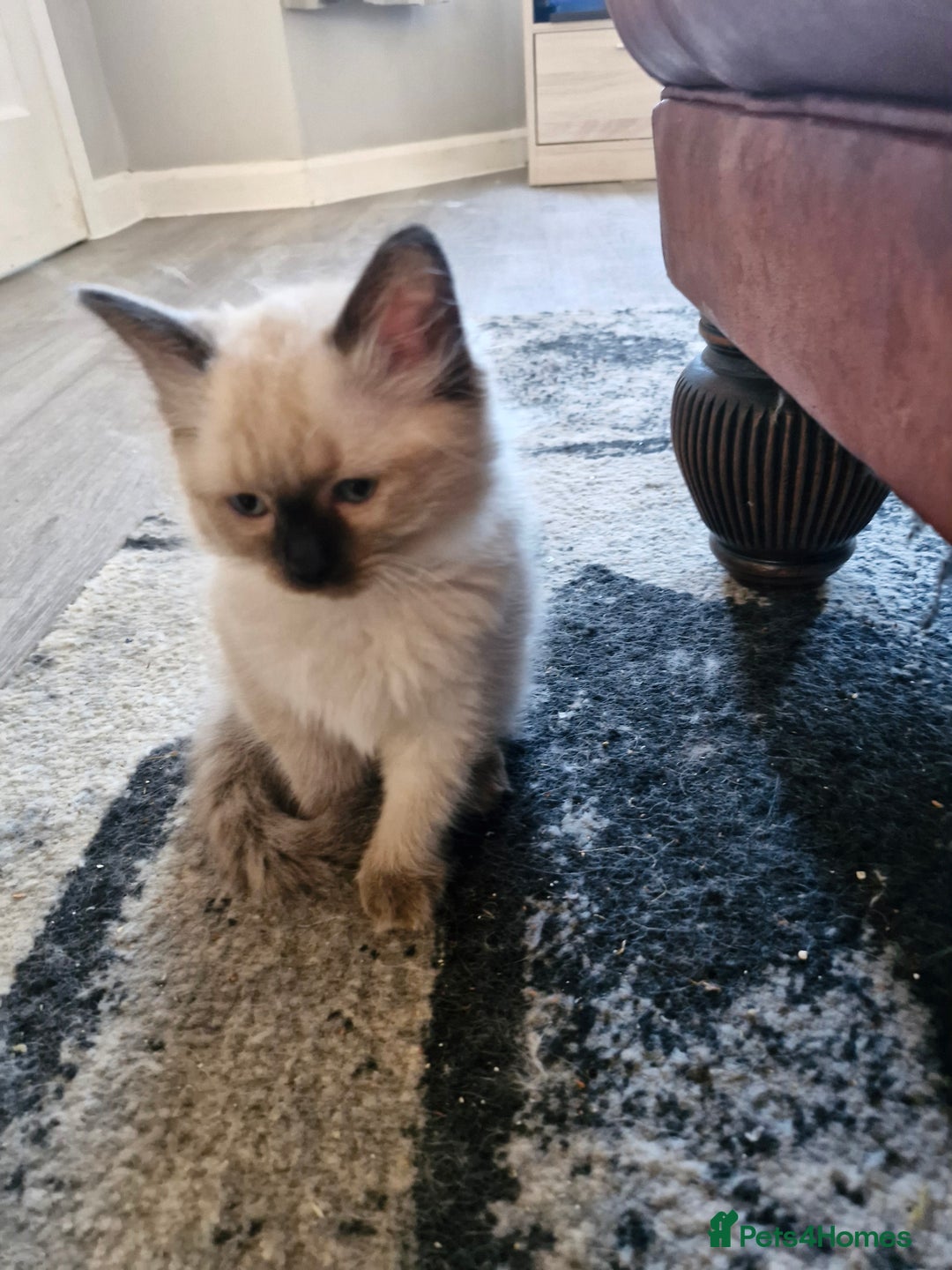 Ragdoll cats for sale: Ragdoll kittens for sale - Image 11
